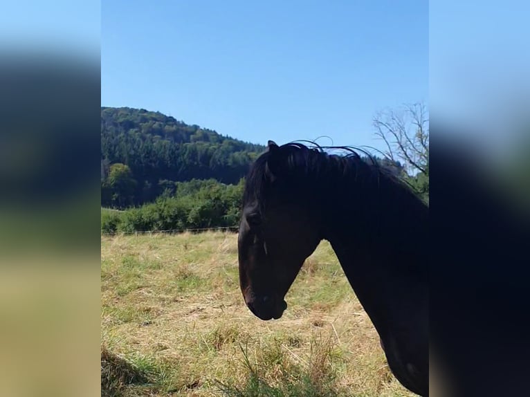 Lusitanien Étalon 1 Année 165 cm Bai brun foncé in Lahntal