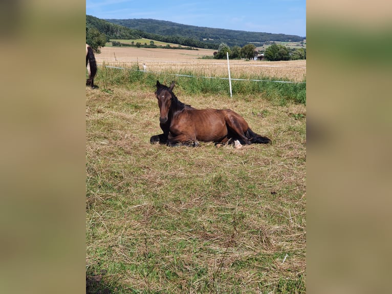 Lusitanien Étalon 1 Année 165 cm Bai brun foncé in Lahntal