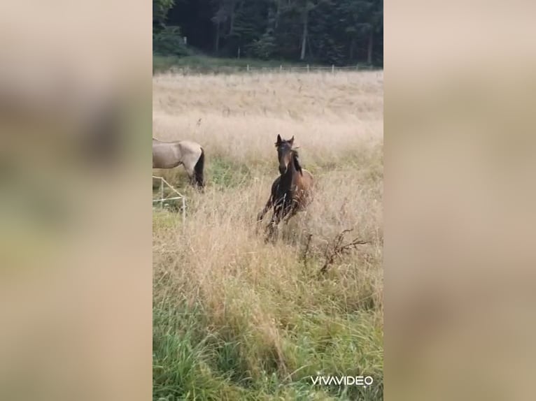 Lusitanien Étalon 1 Année 165 cm Bai brun foncé in Lahntal