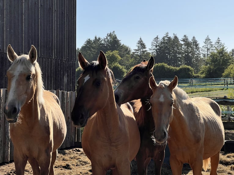 Lusitanien Étalon 1 Année 165 cm Buckskin in Postfeld