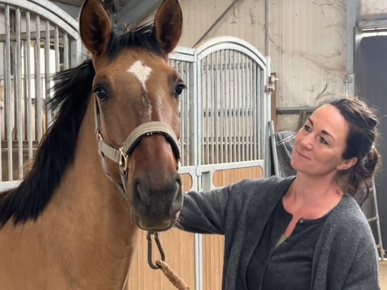 Lusitanien Étalon 1 Année 165 cm Buckskin in Postfeld