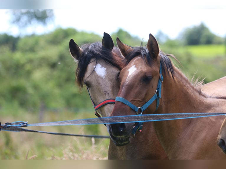 Lusitanien Étalon 1 Année 165 cm Buckskin in Postfeld