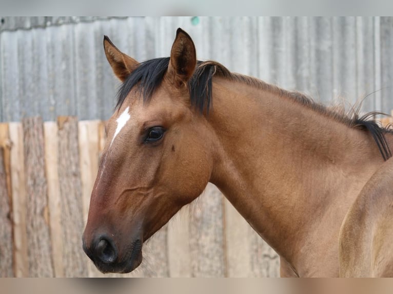 Lusitanien Étalon 1 Année 165 cm Buckskin in Postfeld