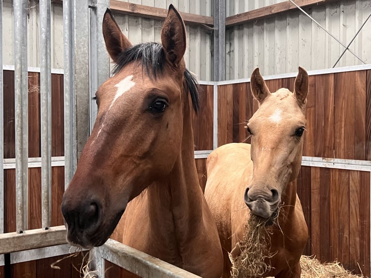 Lusitanien Étalon 1 Année 165 cm Buckskin in Postfeld