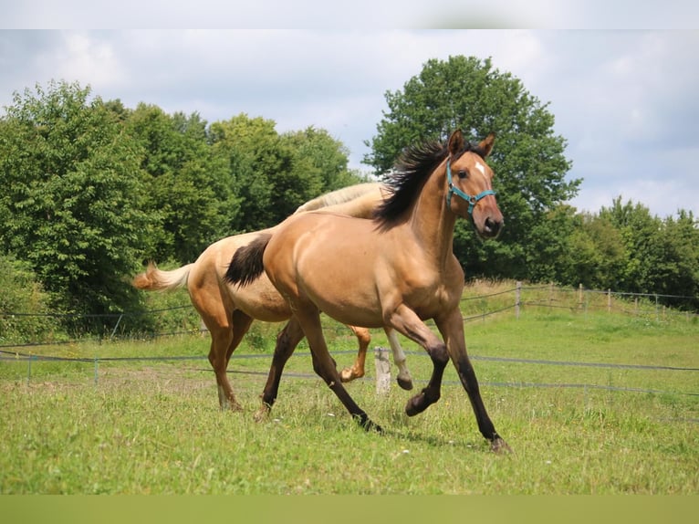 Lusitanien Étalon 1 Année 165 cm Buckskin in Postfeld