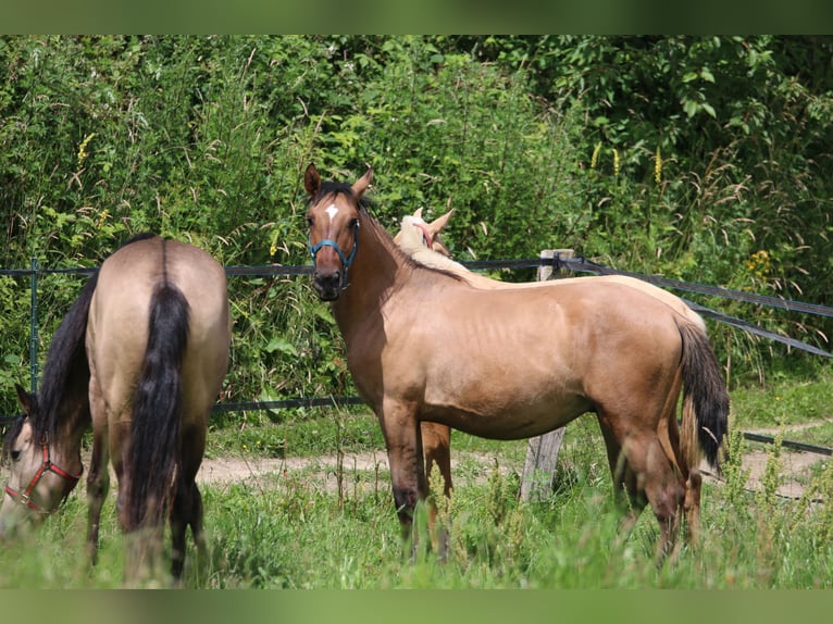 Lusitanien Étalon 1 Année 165 cm Buckskin in Postfeld