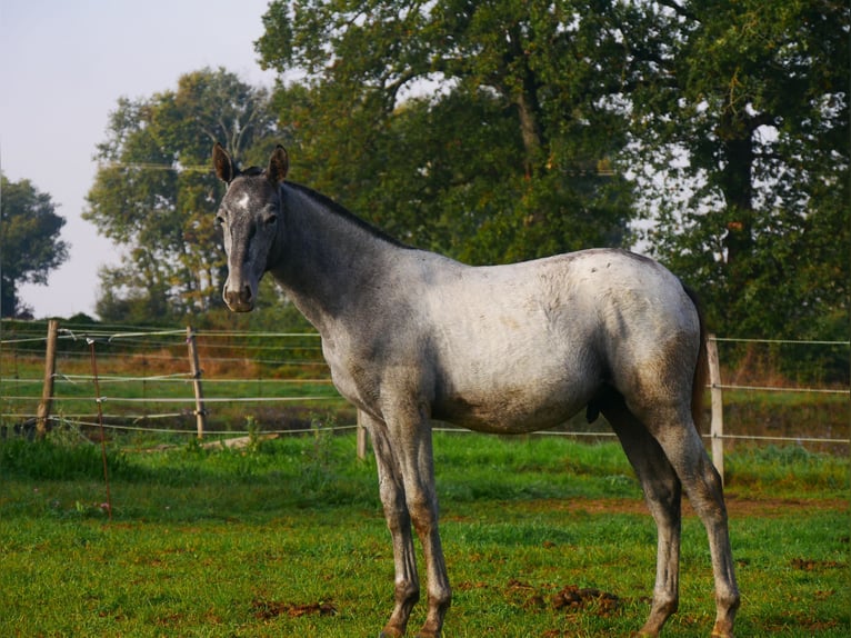 Lusitanien Étalon 1 Année 165 cm Gris in samatan