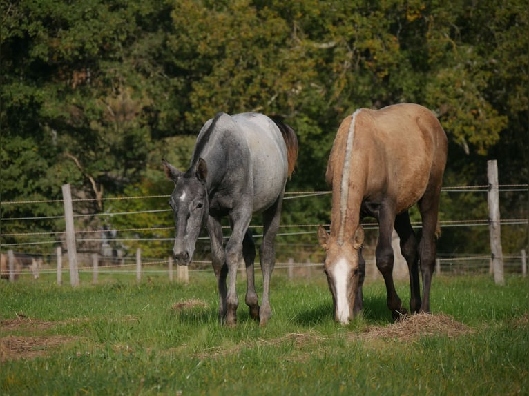 Lusitanien Étalon 1 Année 165 cm Gris in samatan