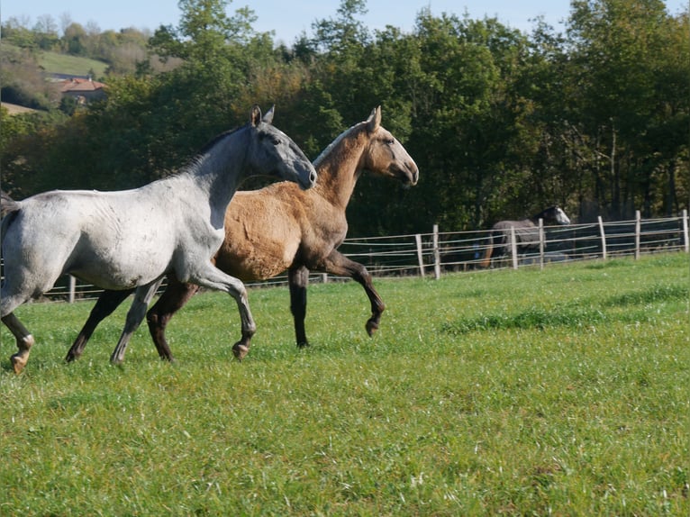 Lusitanien Étalon 1 Année 165 cm Gris in samatan