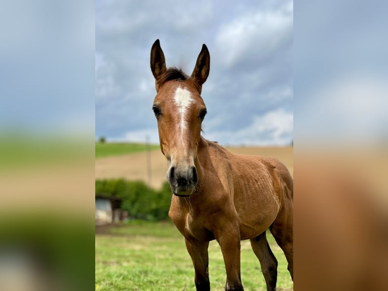 Lusitanien Étalon 1 Année 165 cm Isabelle in Geislingen