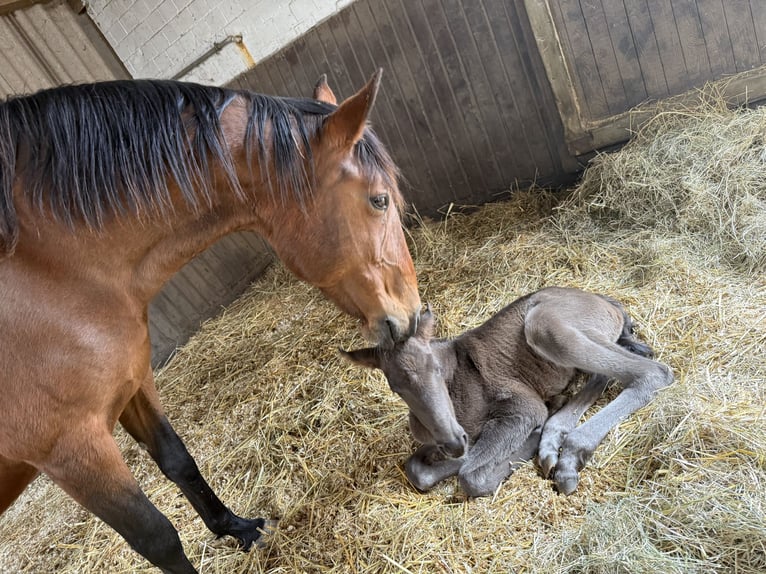 Lusitanien Étalon 1 Année 165 cm Noir in Lefitz