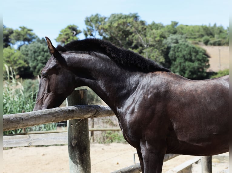 Lusitanien Étalon 1 Année 165 cm Noir in Ribamar