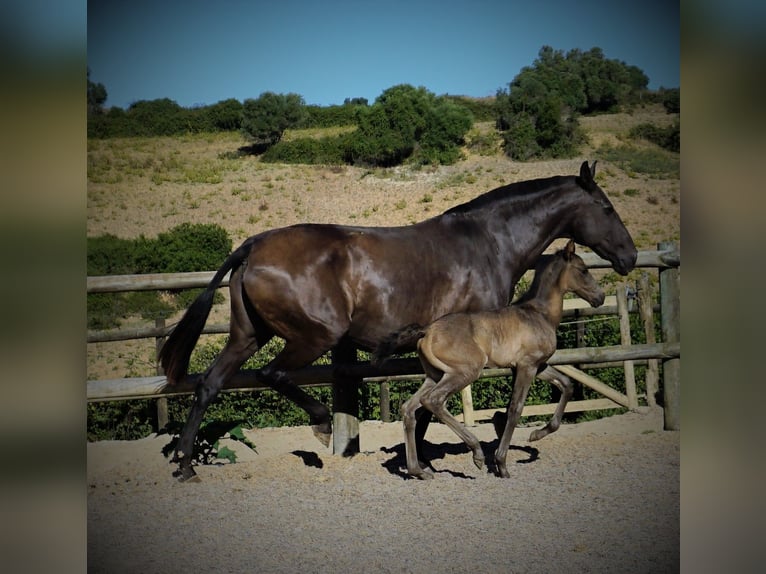 Lusitanien Étalon 1 Année 165 cm Noir in Ribamar