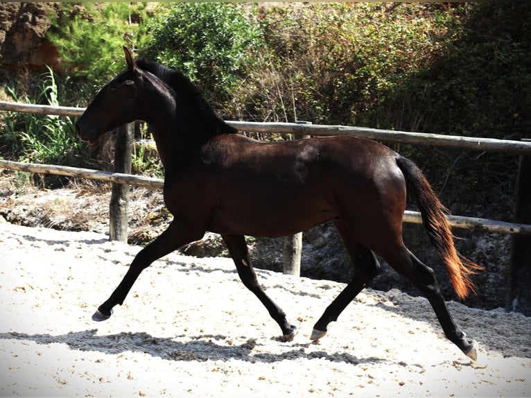 Lusitanien Étalon 1 Année 165 cm Noir in Ribamar