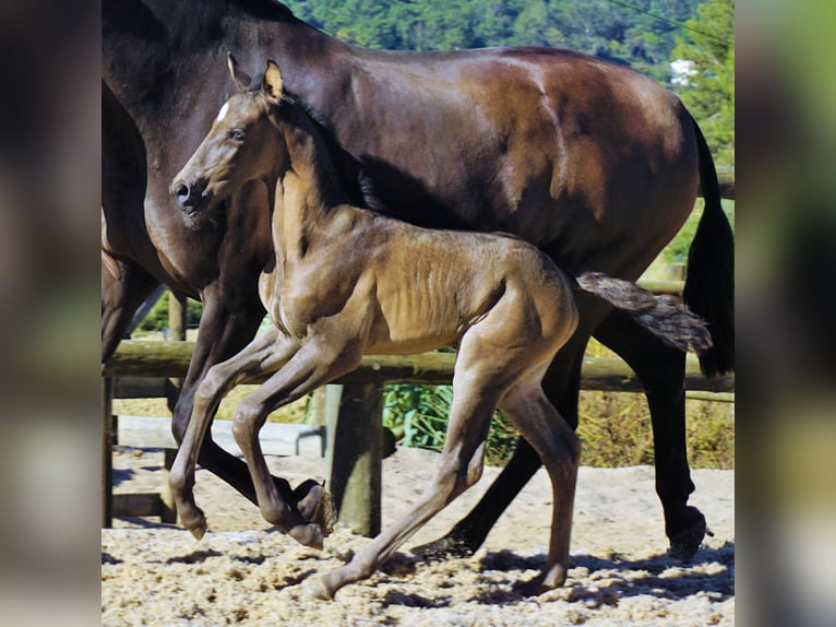 Lusitanien Étalon 1 Année 165 cm Noir in Ribamar