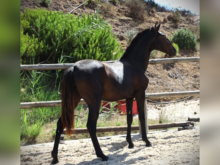 Lusitanien Étalon 1 Année 165 cm Noir in Ribamar