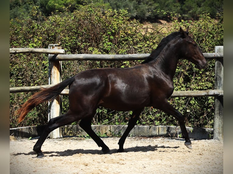 Lusitanien Étalon 1 Année 165 cm Noir in Ribamar