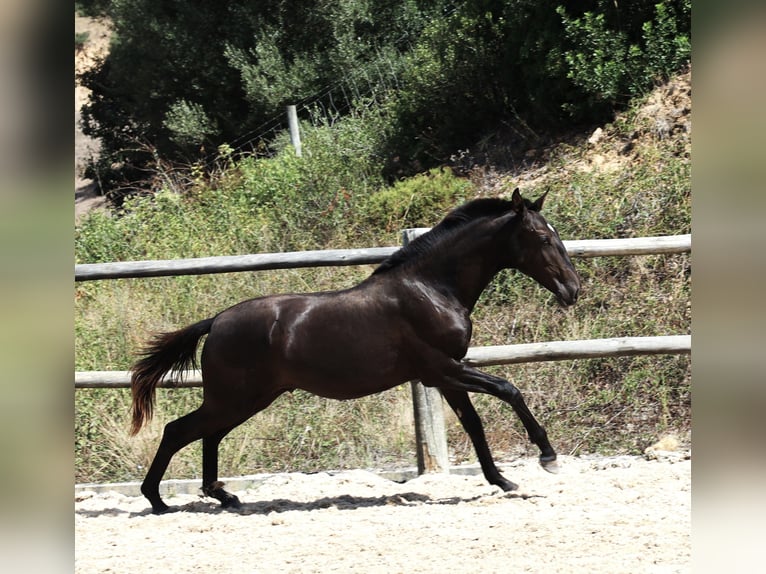 Lusitanien Étalon 1 Année 165 cm Noir in Ribamar