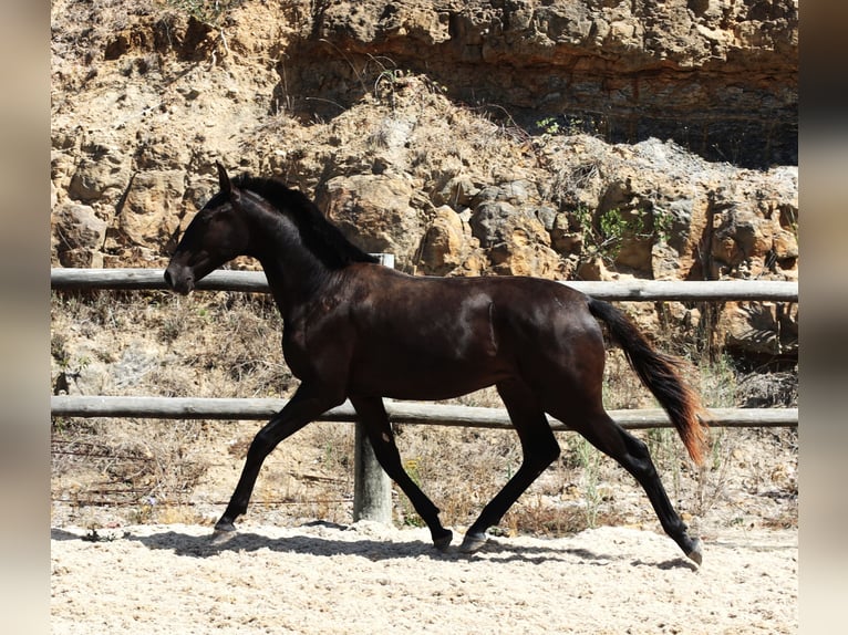 Lusitanien Étalon 1 Année 165 cm Noir in Ribamar