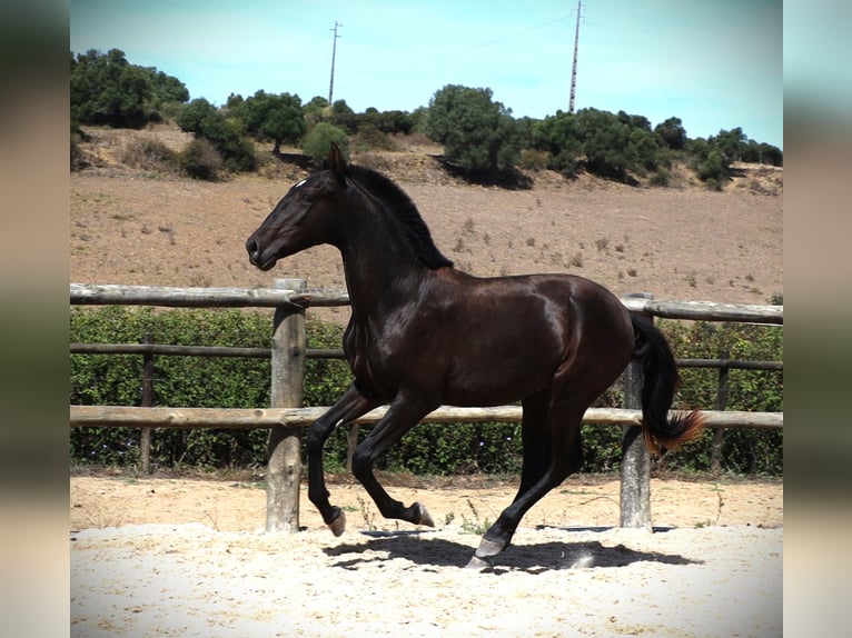 Lusitanien Étalon 1 Année 165 cm Noir in Ribamar