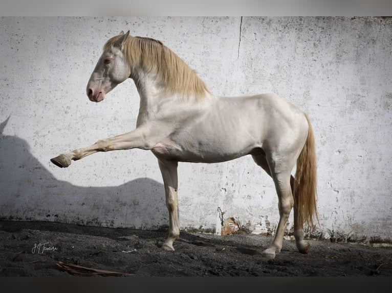 Lusitanien Étalon 1 Année 165 cm Palomino in Rio Maior