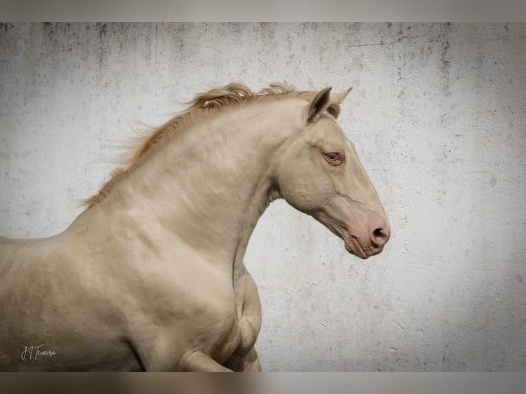 Lusitanien Étalon 1 Année 165 cm Palomino in Rio Maior