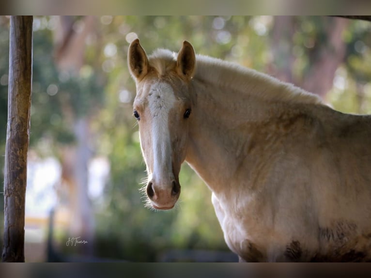 Lusitanien Étalon 1 Année 165 cm Palomino in Rio Maior