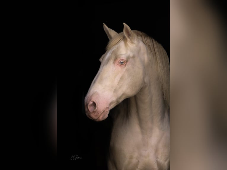 Lusitanien Étalon 1 Année 165 cm Palomino in Rio Major