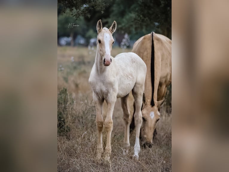 Lusitanien Étalon 1 Année 165 cm Palomino in Rio Major