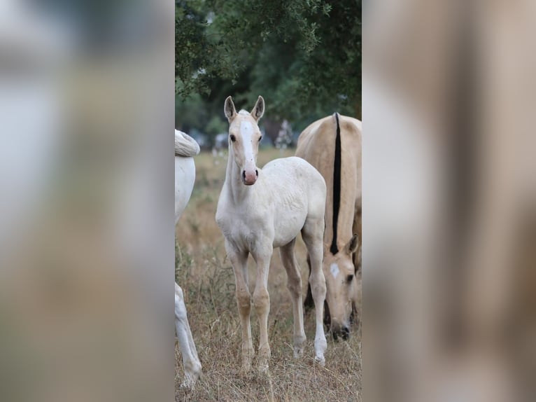 Lusitanien Étalon 1 Année 165 cm Palomino in Rio Major