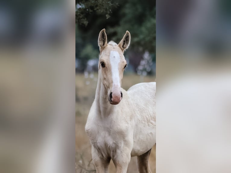 Lusitanien Étalon 1 Année 165 cm Palomino in Rio Major