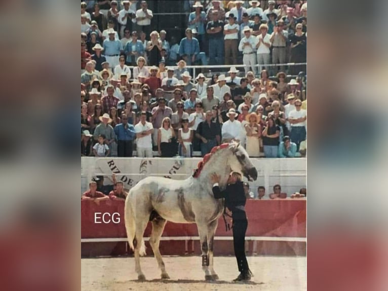 Lusitanien Étalon 1 Année 166 cm Champagne in Tojal