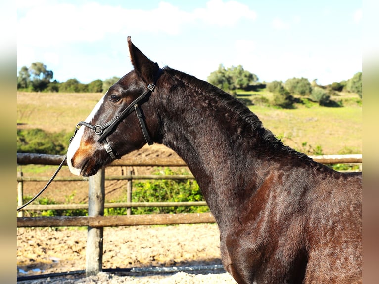 Lusitanien Étalon 1 Année 167 cm Bai brun in Ribamar