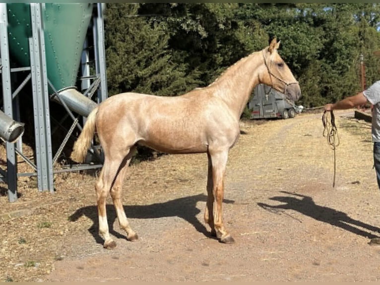 Lusitanien Étalon 1 Année 167 cm Palomino in Galaroza (Huelva)