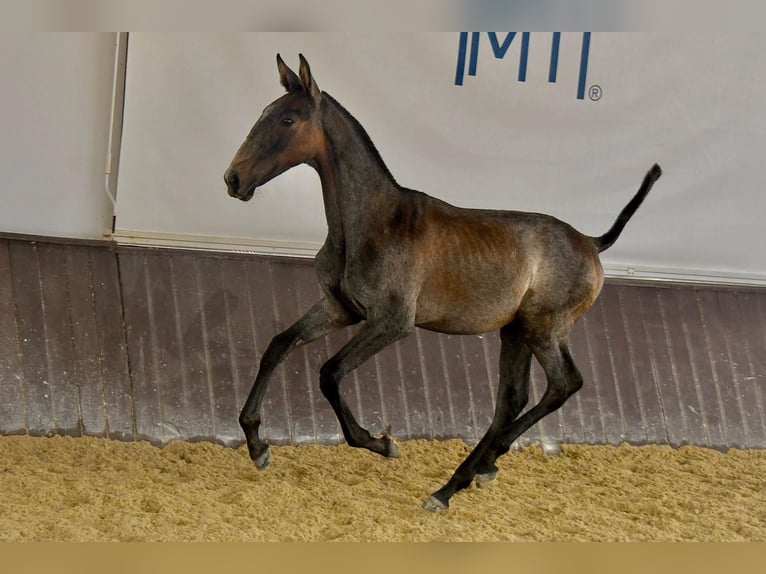 Lusitanien Étalon 1 Année 168 cm Gris in Beja