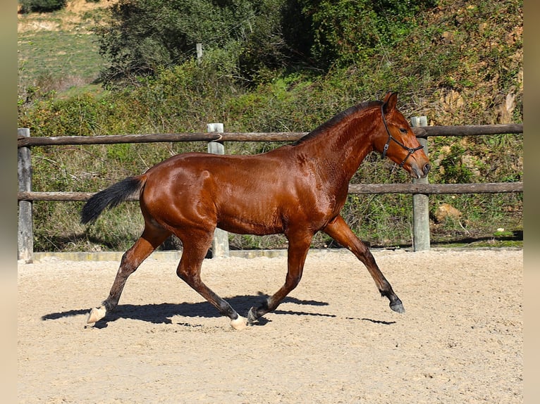 Lusitanien Étalon 1 Année 170 cm Bai in Ribamar