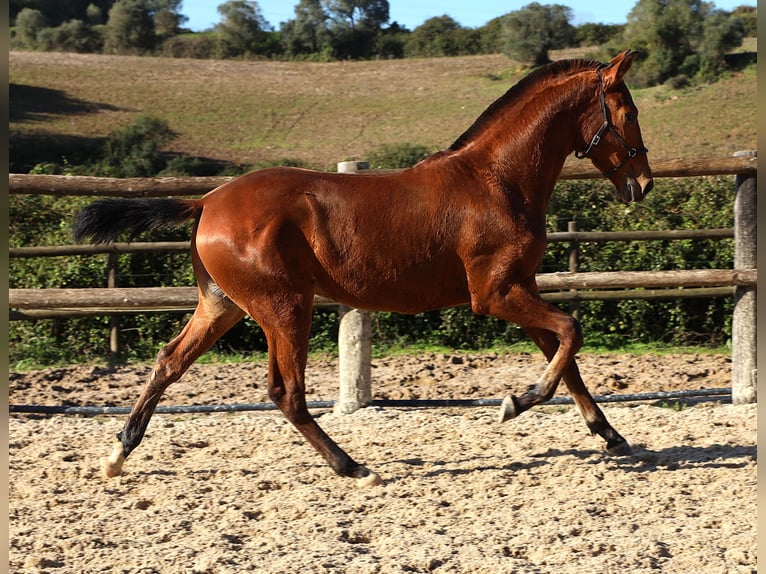 Lusitanien Étalon 1 Année 170 cm Bai in Ribamar