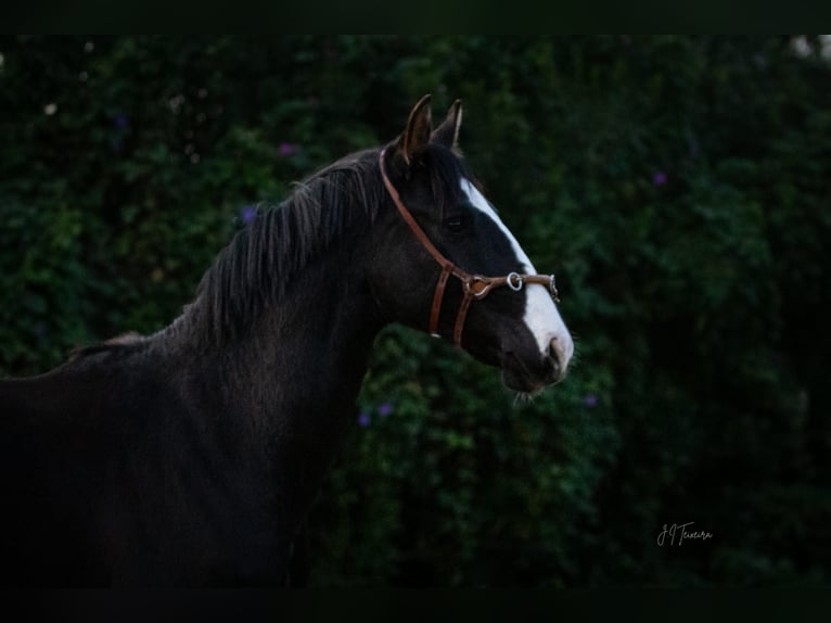 Lusitanien Croisé Étalon 1 Année 170 cm Noir in Rio Maior