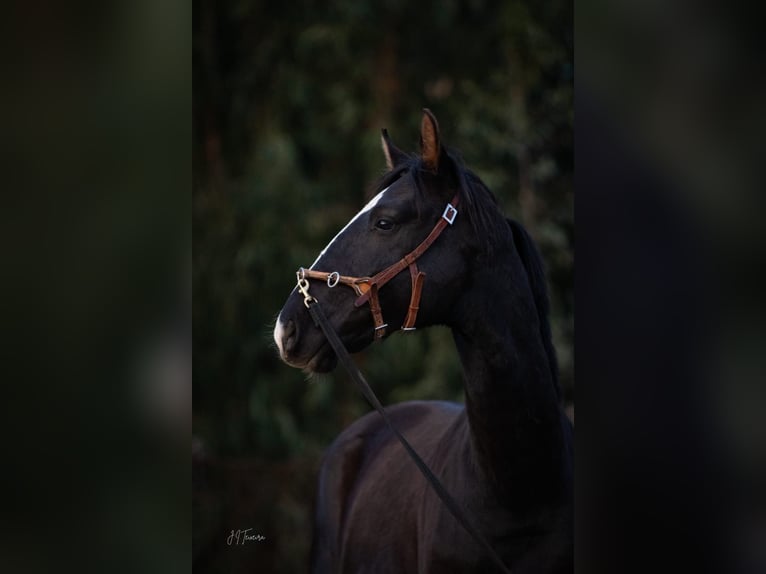 Lusitanien Croisé Étalon 1 Année 170 cm Noir in Rio Maior