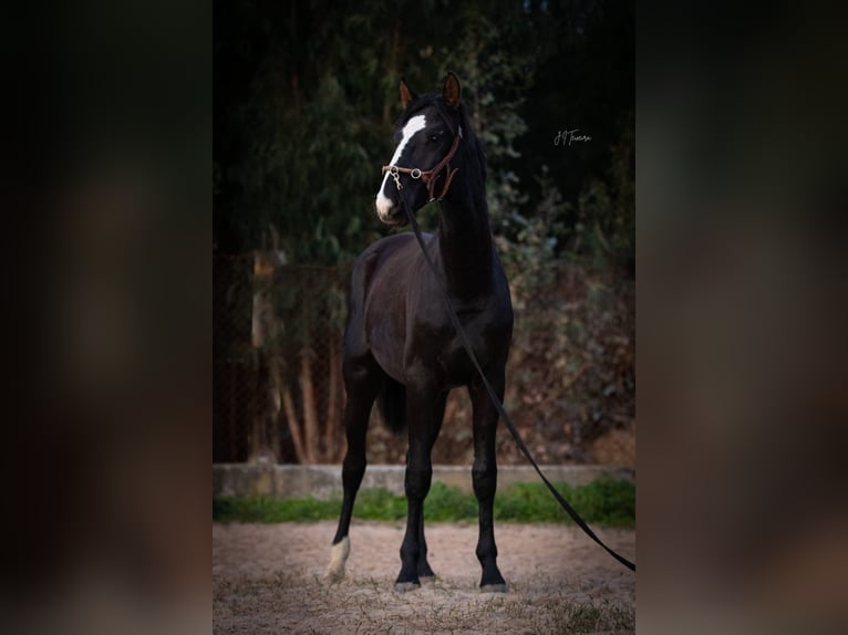 Lusitanien Croisé Étalon 1 Année 170 cm Noir in Rio Maior