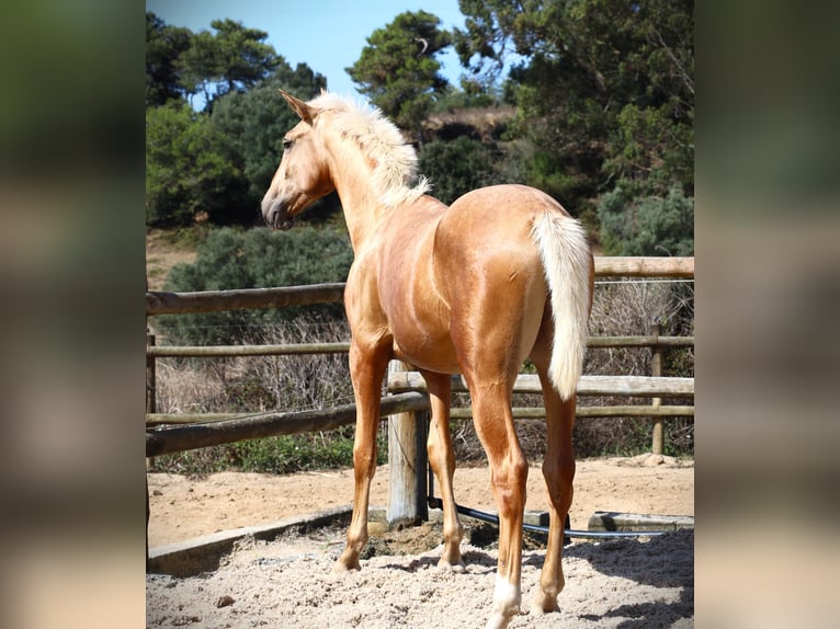 Lusitanien Étalon 1 Année 170 cm Palomino in Ribamar