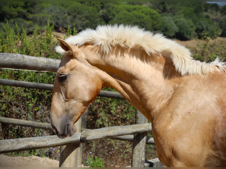 Lusitanien Étalon 1 Année 170 cm Palomino in Ribamar