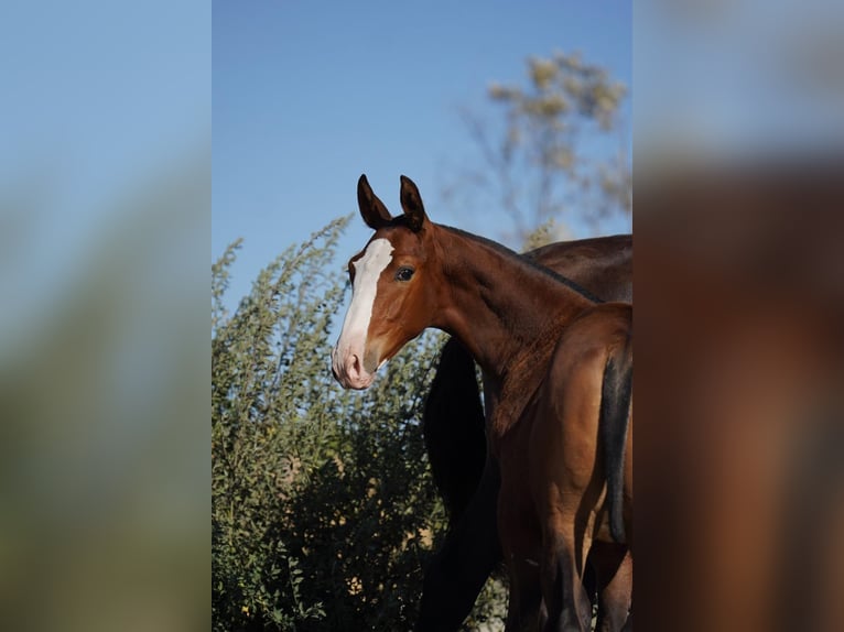 Lusitanien Croisé Étalon 1 Année Bai cerise in Agua Derramada