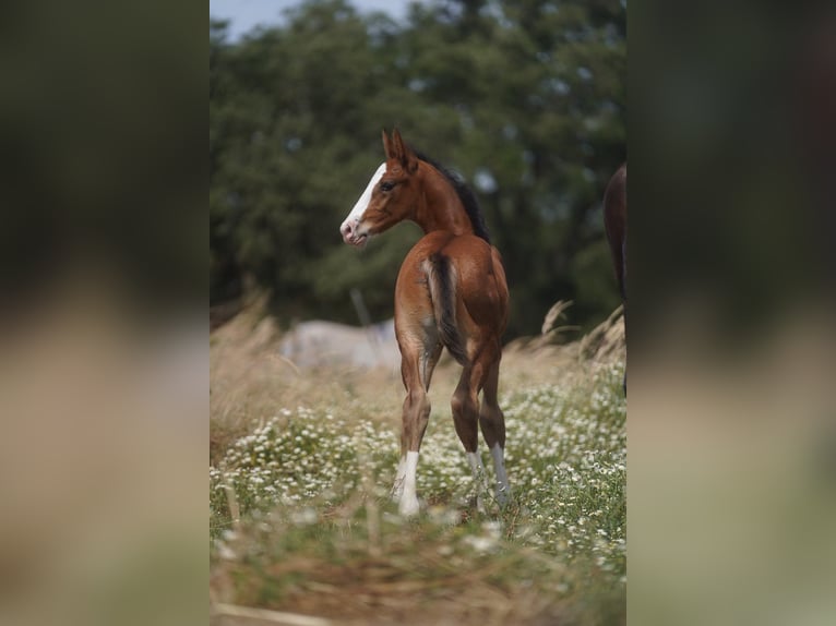 Lusitanien Croisé Étalon 1 Année Bai cerise in Agua Derramada