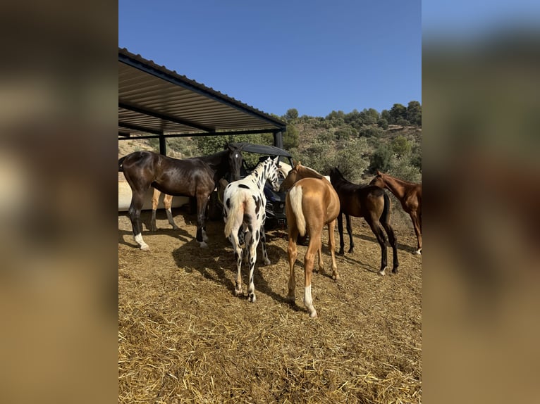 Lusitanien Étalon 1 Année  in Malaga