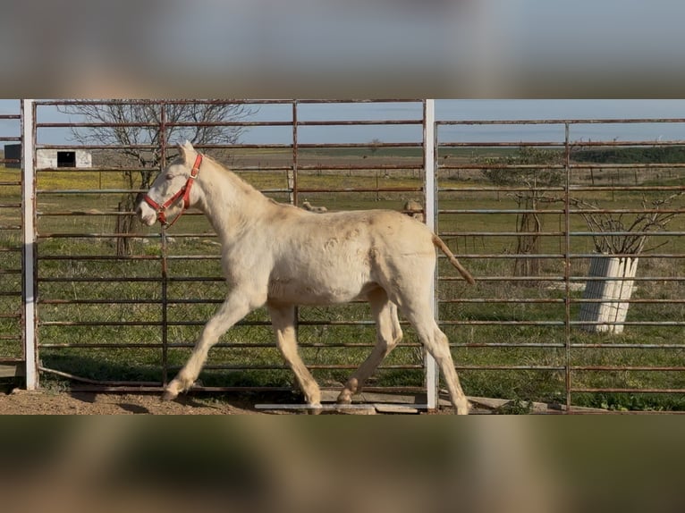 Lusitanien Étalon 1 Année Cremello in Torreorgaz