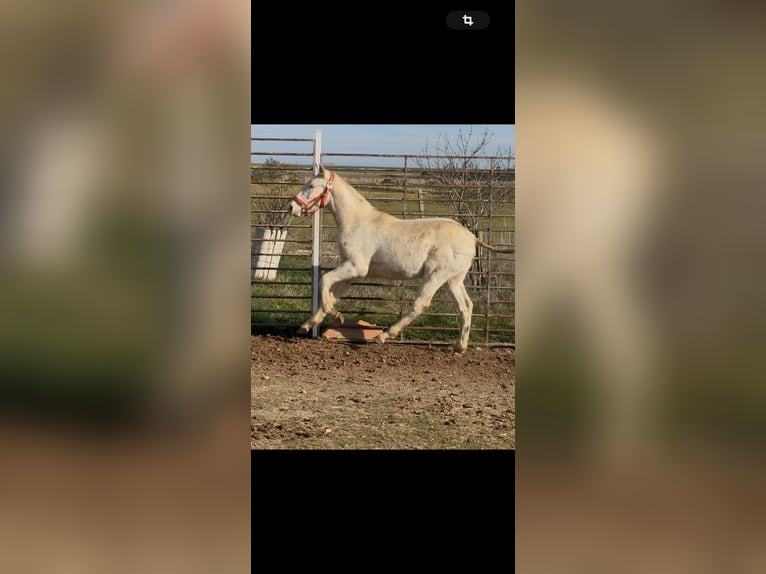 Lusitanien Étalon 1 Année Cremello in Torreorgaz