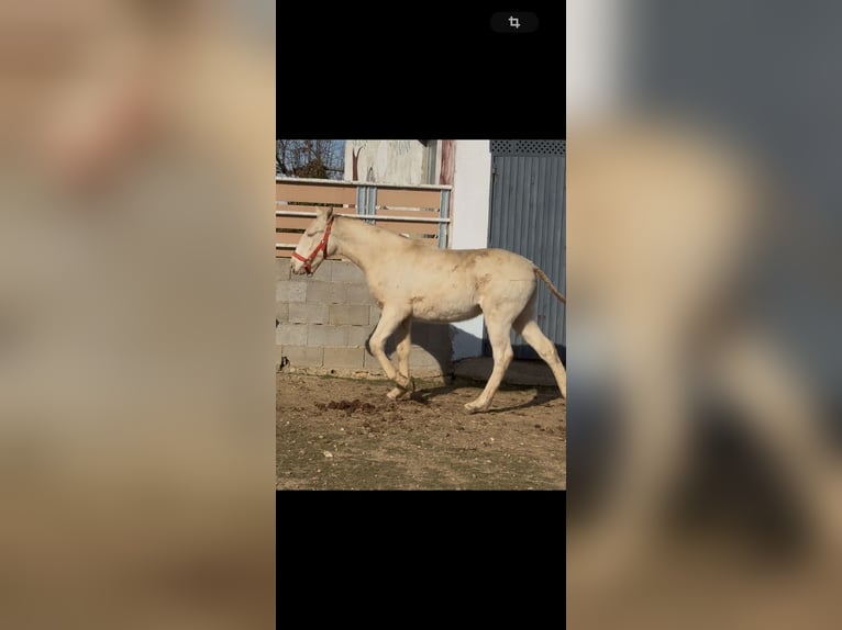 Lusitanien Étalon 1 Année Cremello in Torreorgaz