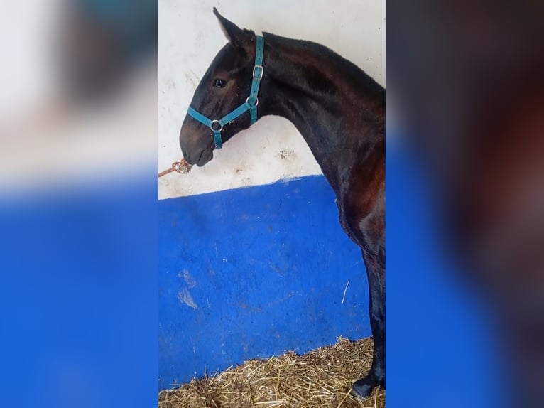Lusitanien Étalon 1 Année Gris in Las Pi&#xF1;as