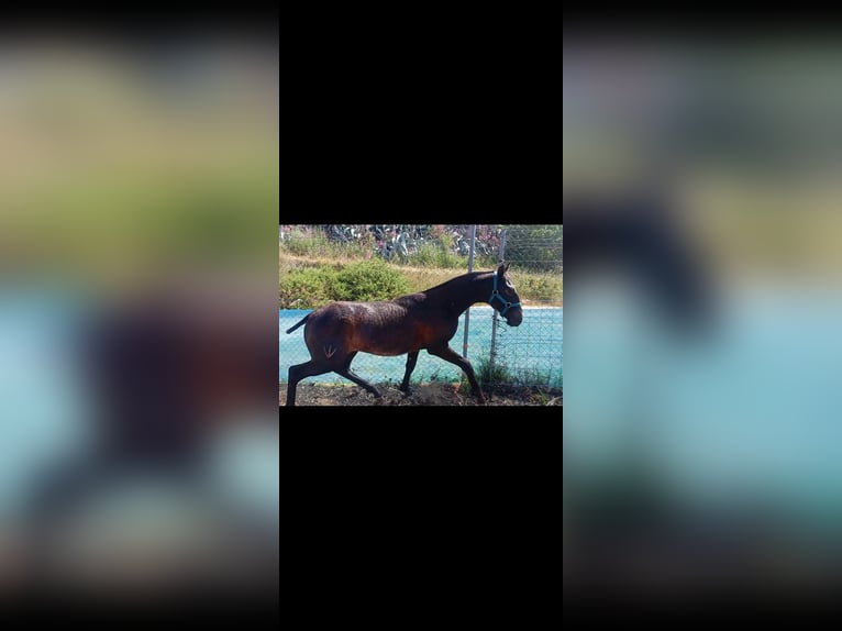Lusitanien Étalon 1 Année Gris in Las Pi&#xF1;as